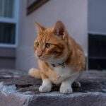 A cat wearing a reflective collar, showcasing its visibility during nighttime exploration.