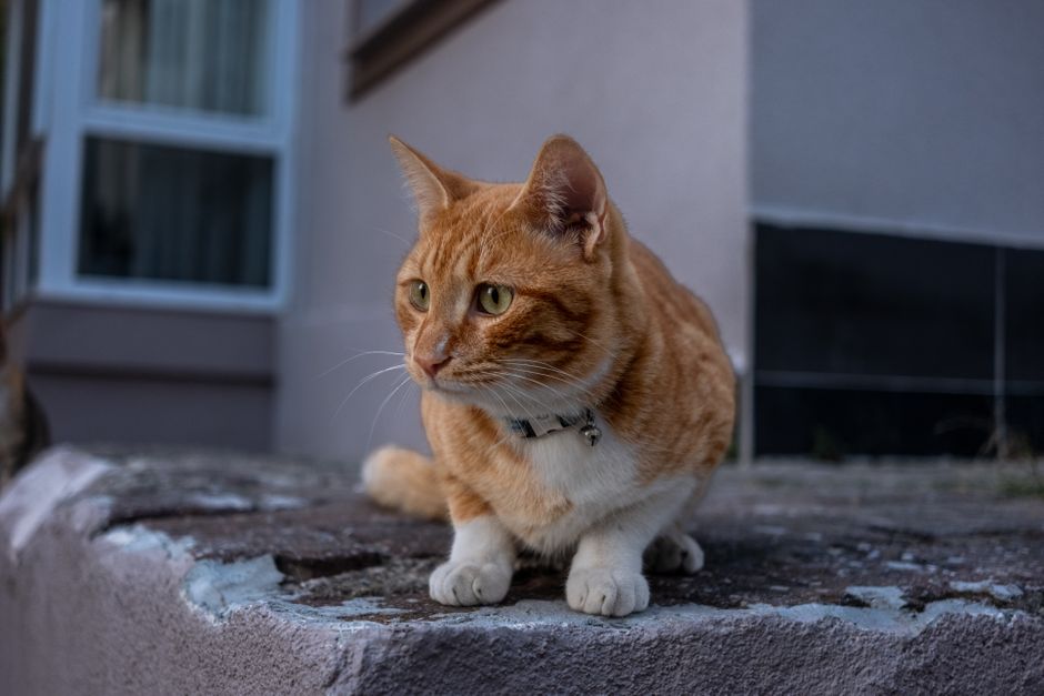 A cat wearing a reflective collar, showcasing its visibility during nighttime exploration.